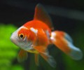 家里养几条鱼风水最好
